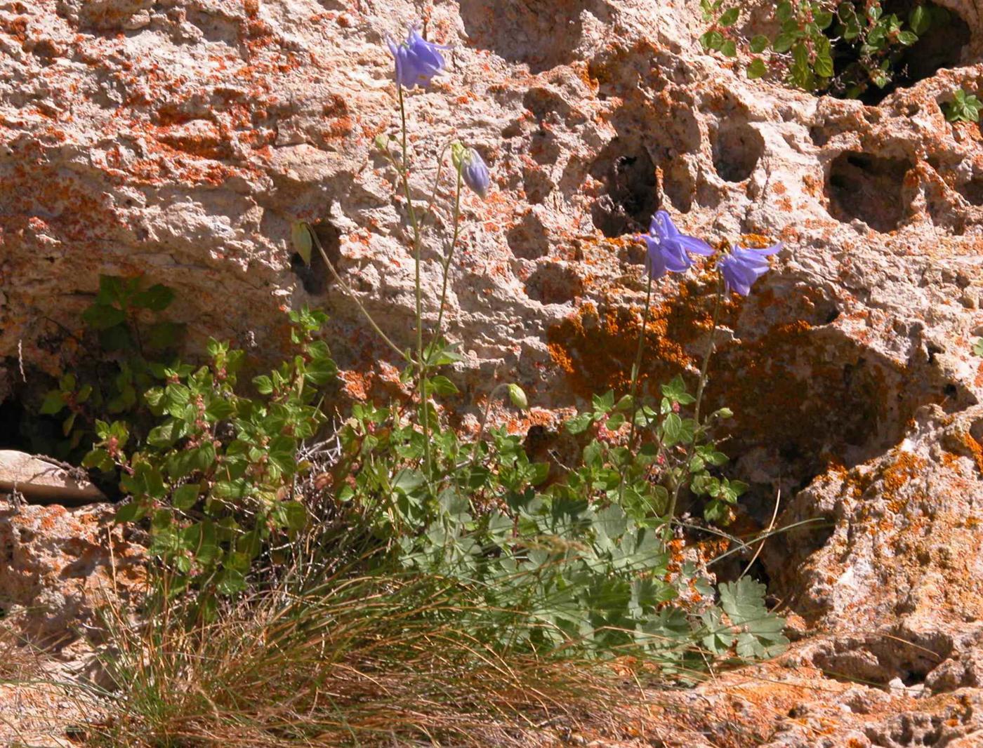 Columbine of the Causse plant